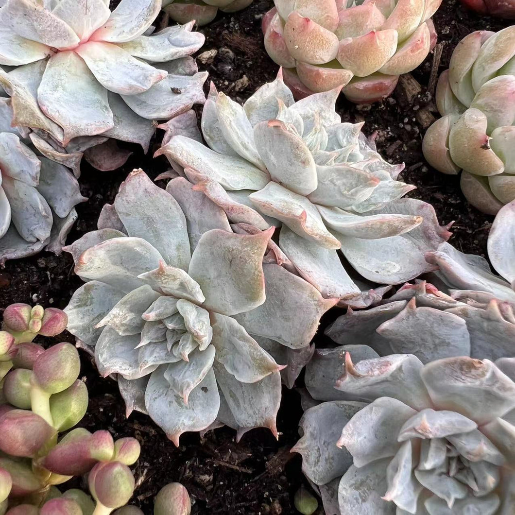 Echeveria multi beauty double heads Rare Succulent Imported from Korea Live Plant Live Succulent