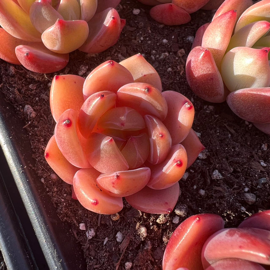 Echeveria sharman Rare Succulent Imported from Korea
