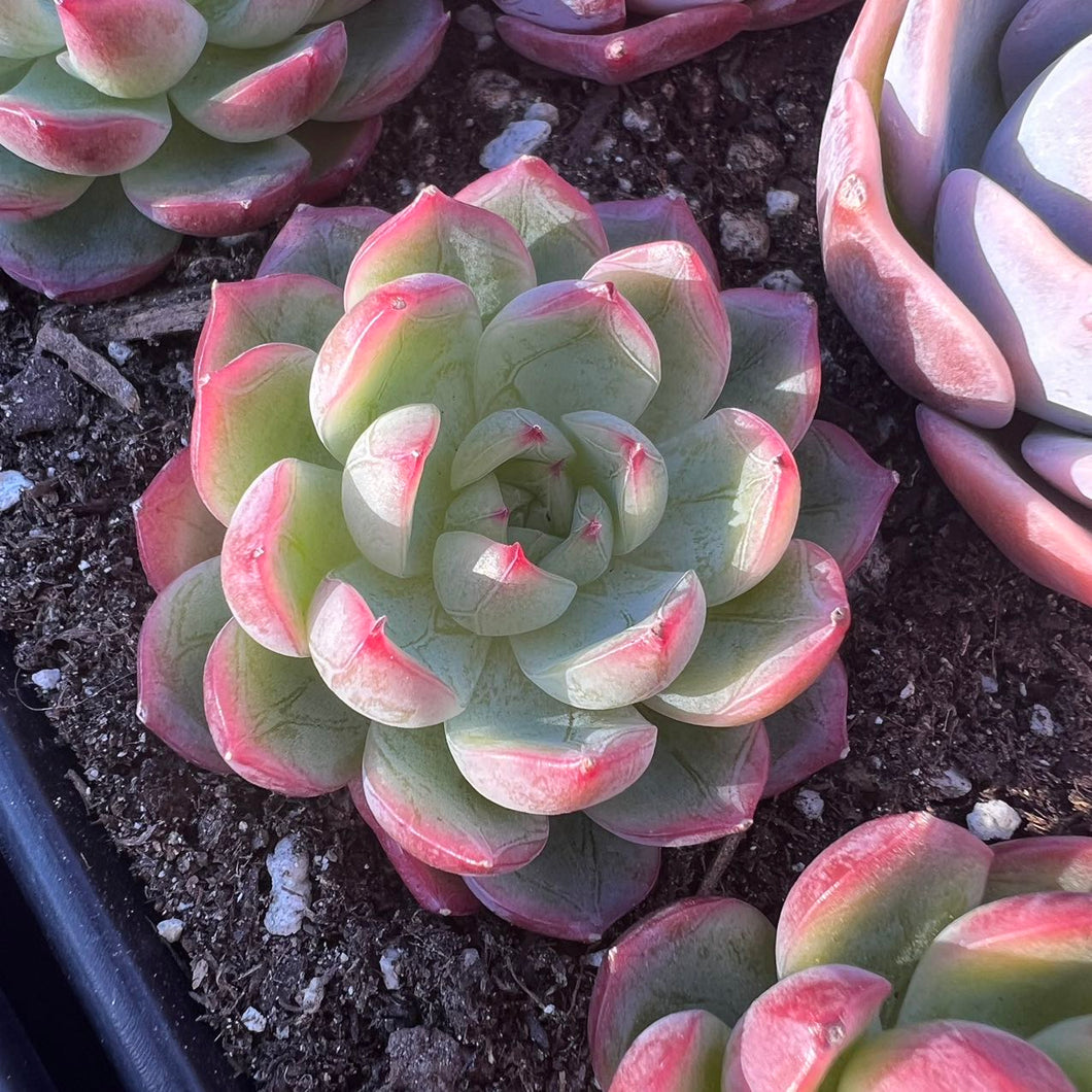 Echeveria Ikoiris Rare Succulent Imported from Korea