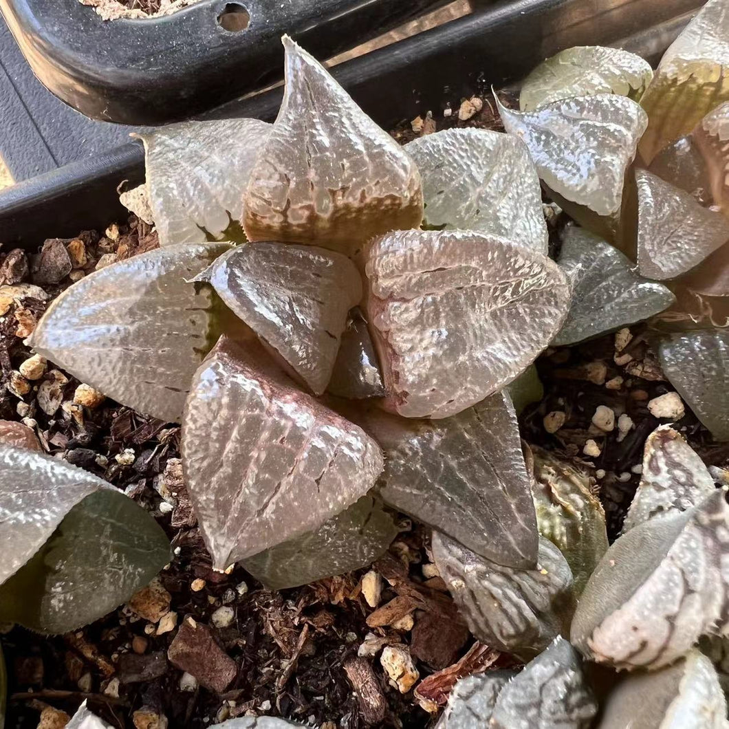 Haworthia lake akan Rare Succulent Imported from Korea Live Plant Live Succulent Cactus