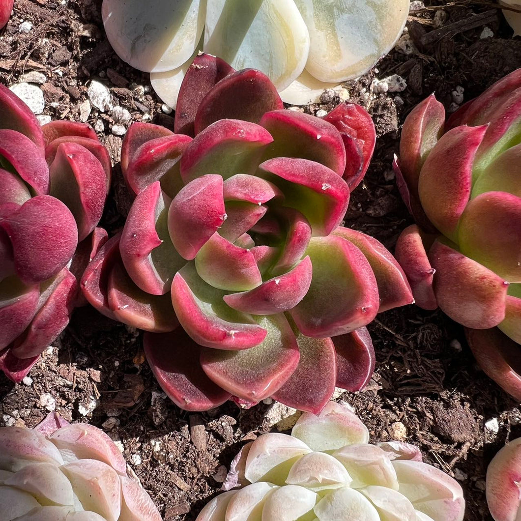 Echeveria Arabesque Rare Succulent Imported from Korea