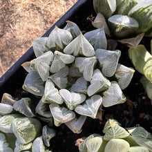 Load image into Gallery viewer, Haworthia &#39;Love Heart&#39; Rare Succulent
