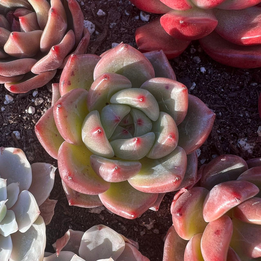 Echeveria Shallot Rare Succulent Imported from Korea Live Plant Live Succulent Cactus