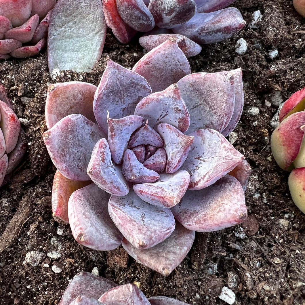 Echeveria black rose hybrid Rare Succulent