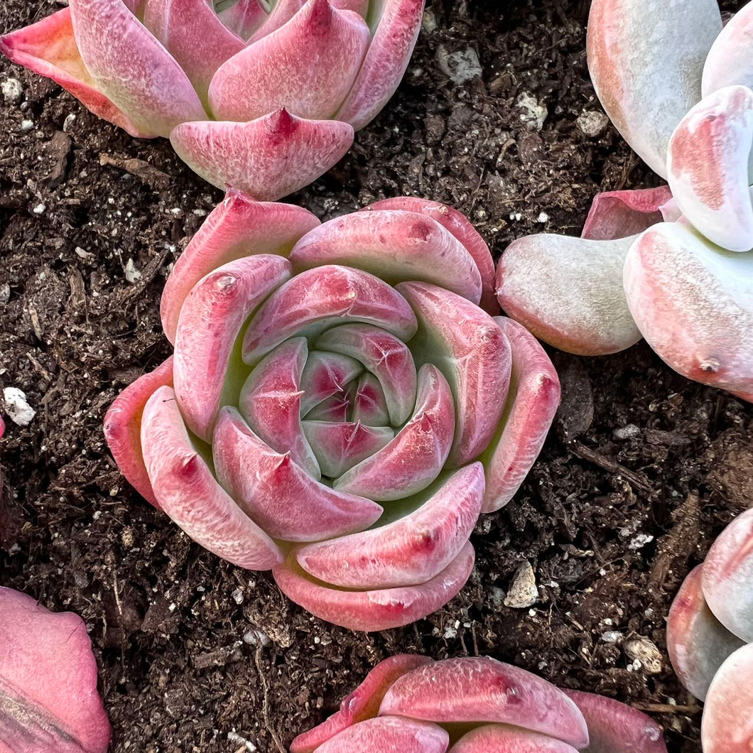 Echeveria flora Rare Succulent