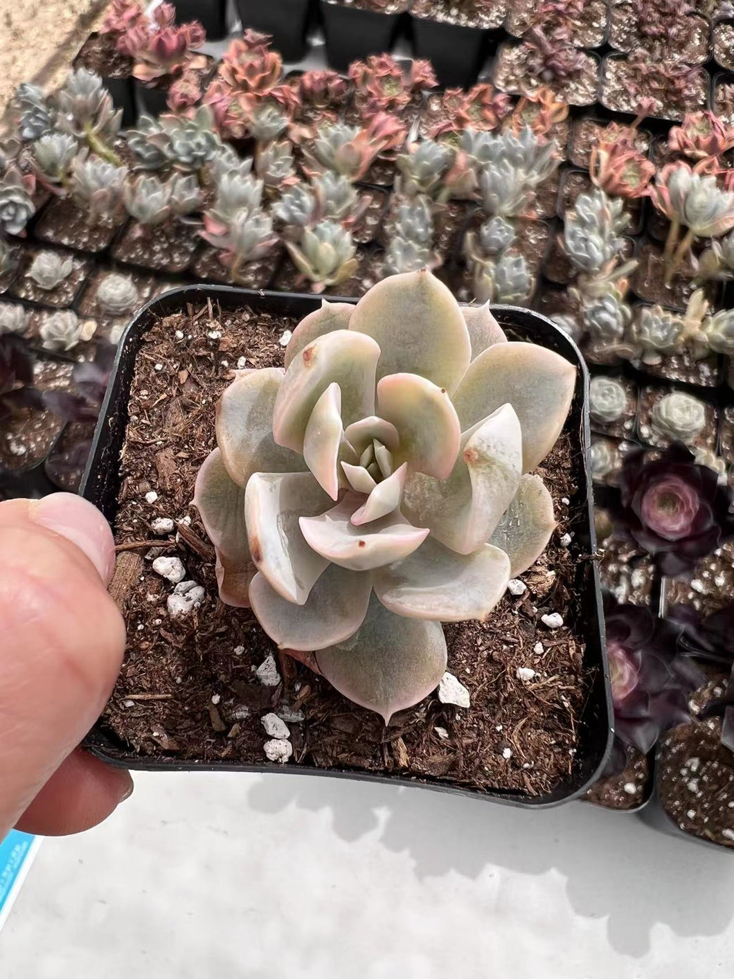 Echeveria runyonii variegated Rare Succulent Imported from Korea Live Plant Live Succulent Cactus