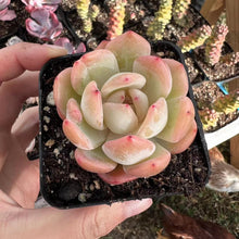 Load image into Gallery viewer, Echeveria Starmark 星马克全明星 Rare Succulent Imported from Korea
