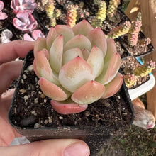 Load image into Gallery viewer, Echeveria Starmark 星马克全明星 Rare Succulent Imported from Korea
