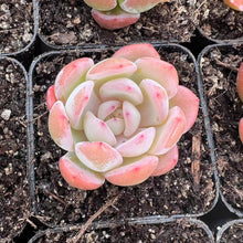 Load image into Gallery viewer, Echeveria Starmark 星马克全明星 Rare Succulent Imported from Korea

