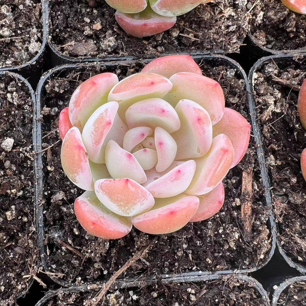 Echeveria Starmark 星马克全明星 Rare Succulent Imported from Korea