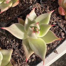 Load image into Gallery viewer, Echeveria jade star Rare Succulent Imported from Korea Live Plant Live Succulent Cactus
