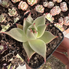 Load image into Gallery viewer, Echeveria jade star Rare Succulent Imported from Korea Live Plant Live Succulent Cactus
