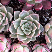 Load image into Gallery viewer, Echeveria happy Rare Succulent Imported from Korea Live Plant Live Succulent Cactus
