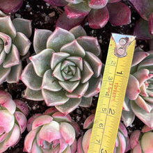 Load image into Gallery viewer, Echeveria happy Rare Succulent Imported from Korea Live Plant Live Succulent Cactus
