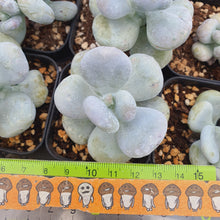 Load image into Gallery viewer, Echeveria &quot;Botox Beauty&quot; Rare Succulent Imported from Korea
