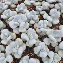 Load image into Gallery viewer, Echeveria &quot;Botox Beauty&quot; Rare Succulent Imported from Korea
