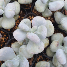 Load image into Gallery viewer, Echeveria &quot;Botox Beauty&quot; Rare Succulent Imported from Korea
