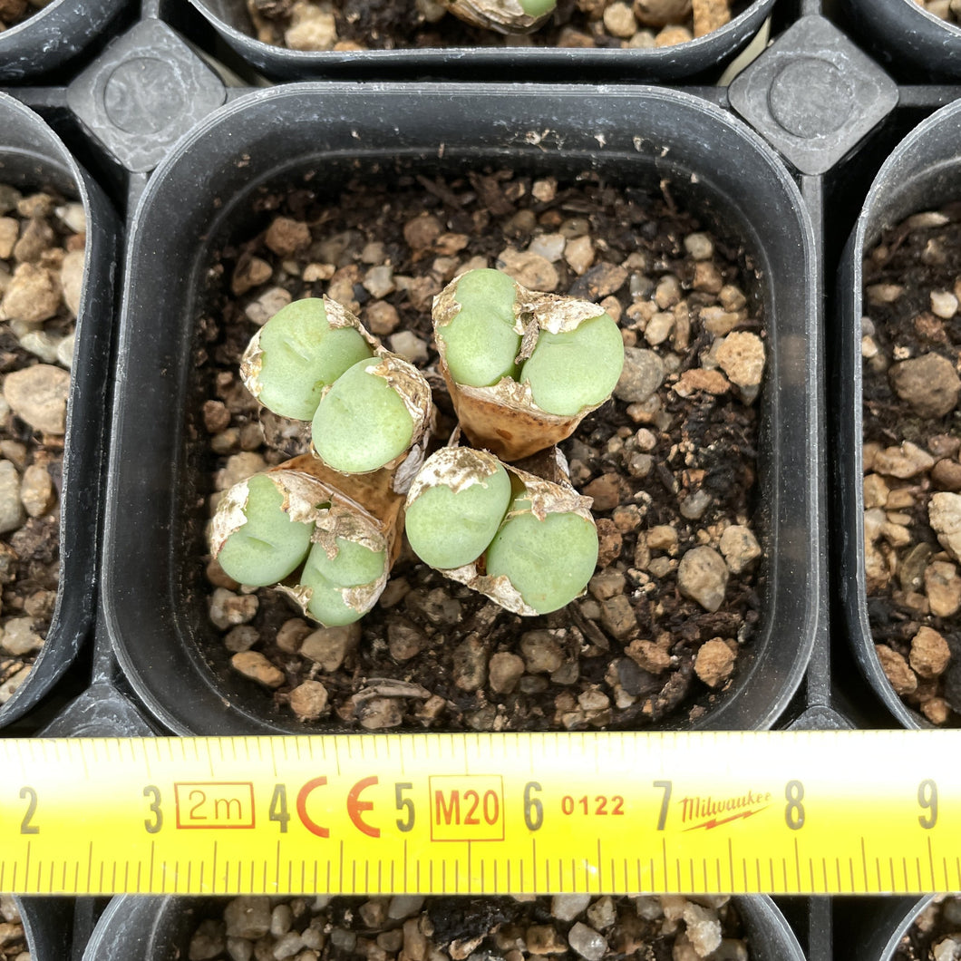 Conophytum sp Rare Succulent Imported from Korea