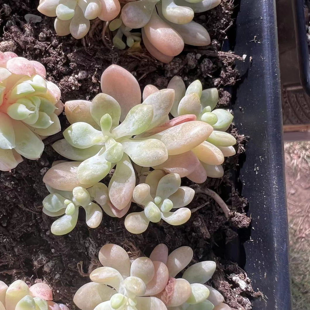 Echeveria Rococo Rare Succulent Imported from Korea Live Plant Live Succulent