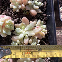 Load image into Gallery viewer, Echeveria Rococo Rare Succulent Imported from Korea Live Plant Live Succulent

