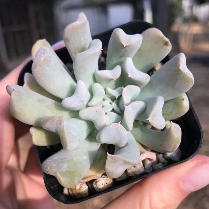Echeveria topsy turvy 特玉莲 Live Succulent Cactus 2.5