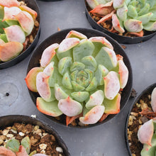 Load image into Gallery viewer, Echeveria mata Rare Succulent Imported from Korea
