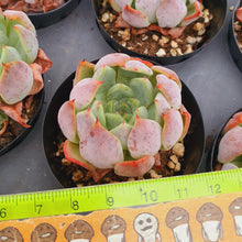 Load image into Gallery viewer, Echeveria mata Rare Succulent Imported from Korea
