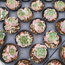 Load image into Gallery viewer, Echeveria mata Rare Succulent Imported from Korea
