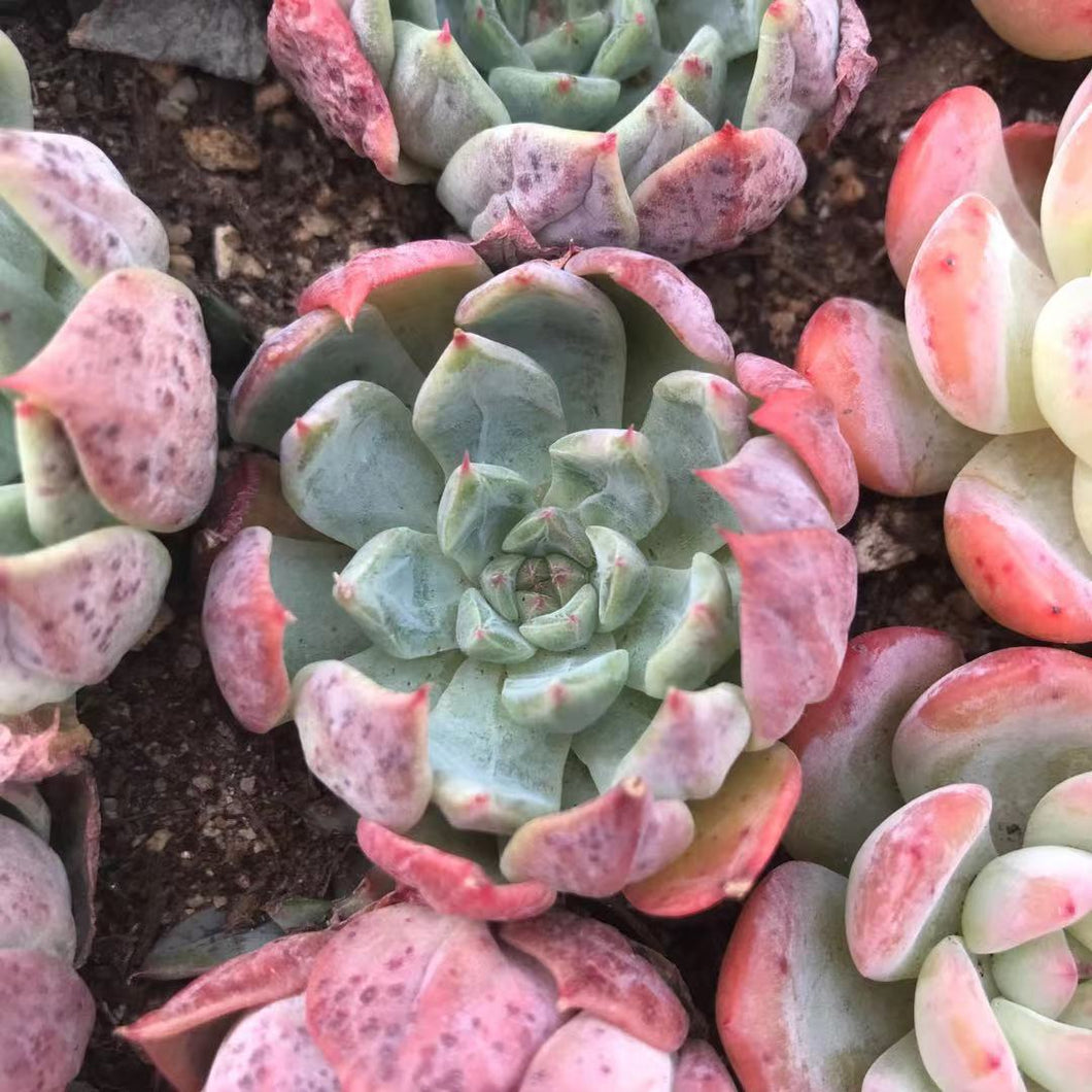 Echeveria mata Rare Succulent Imported from Korea