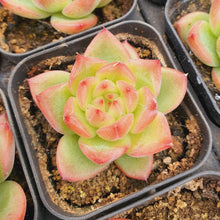 Load image into Gallery viewer, Echeveria Charleston Rare Succulent Imported from Korea
