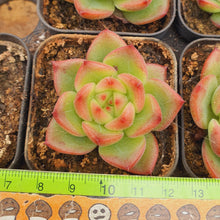 Load image into Gallery viewer, Echeveria Charleston Rare Succulent Imported from Korea
