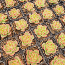 Load image into Gallery viewer, Echeveria Charleston Rare Succulent Imported from Korea
