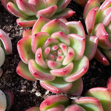 Load image into Gallery viewer, Echeveria Charleston Rare Succulent Imported from Korea
