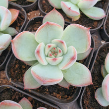 Load image into Gallery viewer, Echeveria Eastrela Rare Succulent Imported from Korea
