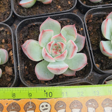 Load image into Gallery viewer, Echeveria Eastrela Rare Succulent Imported from Korea
