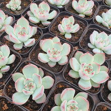 Load image into Gallery viewer, Echeveria Eastrela Rare Succulent Imported from Korea
