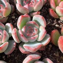 Load image into Gallery viewer, Echeveria Eastrela Rare Succulent Imported from Korea
