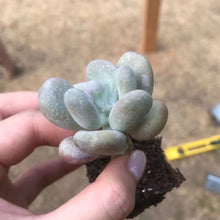 Load image into Gallery viewer, Pachyphytum cheese 奶酪 Rare Succulent Imported from Korea
