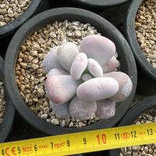 Load image into Gallery viewer, Echeveria &quot;Botox Beauty&quot; Rare Succulent Imported from Korea
