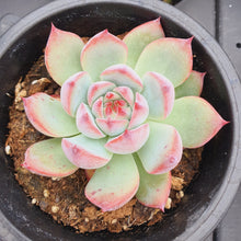 Load image into Gallery viewer, Echeveria RubyBlush Rare Succulent Imported from Korea
