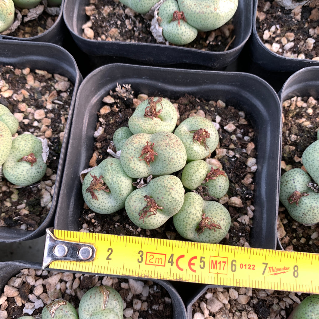 Conophytum truncatum 大翠玉 Rare Succulent Imported from Korea