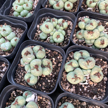 Load image into Gallery viewer, Conophytum truncatum 大翠玉 Rare Succulent Imported from Korea
