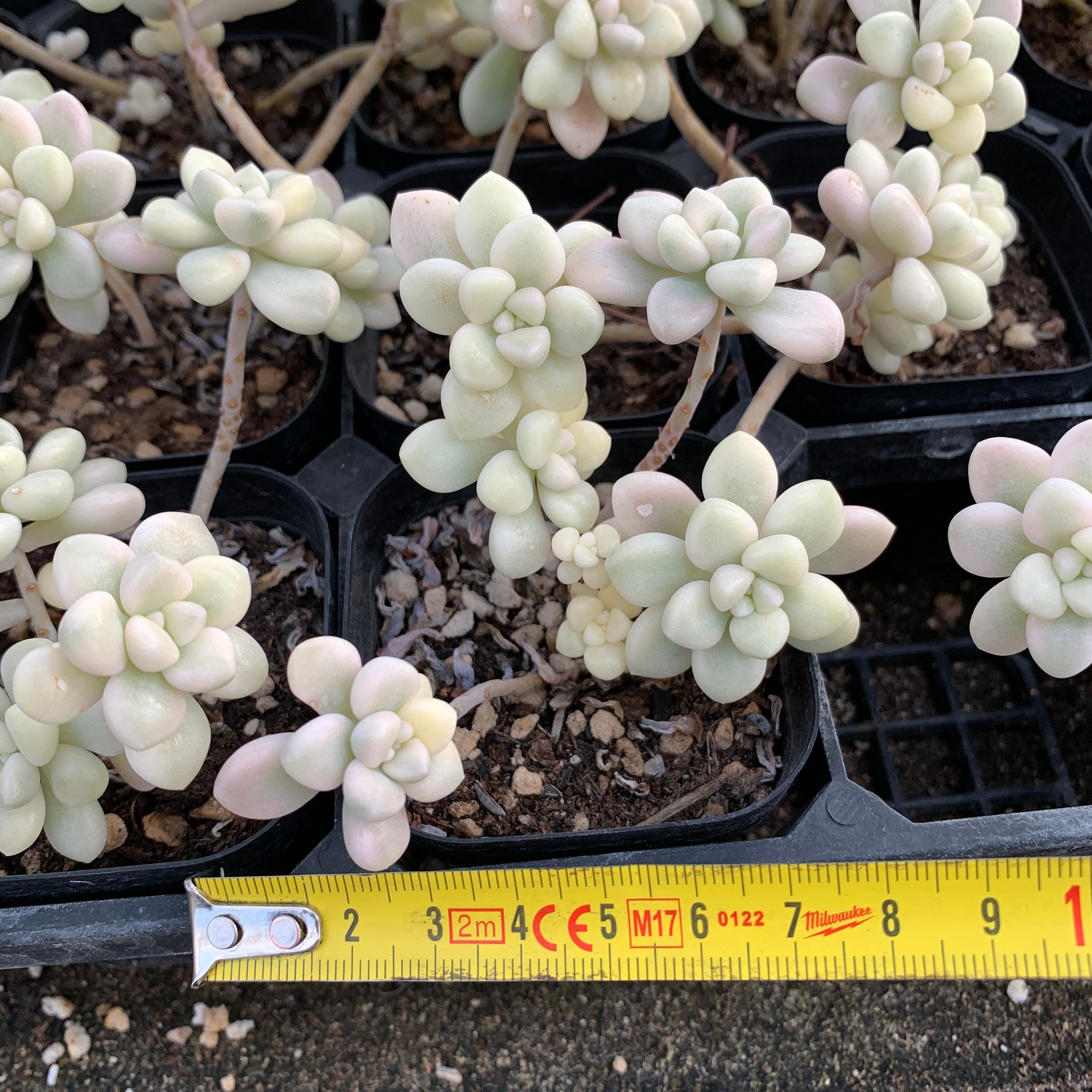 mendozae succulent Graptopetalum mendozae variegated 丸叶姬秋丽锦 Rare Succulent Imported from – cactus cat succulents