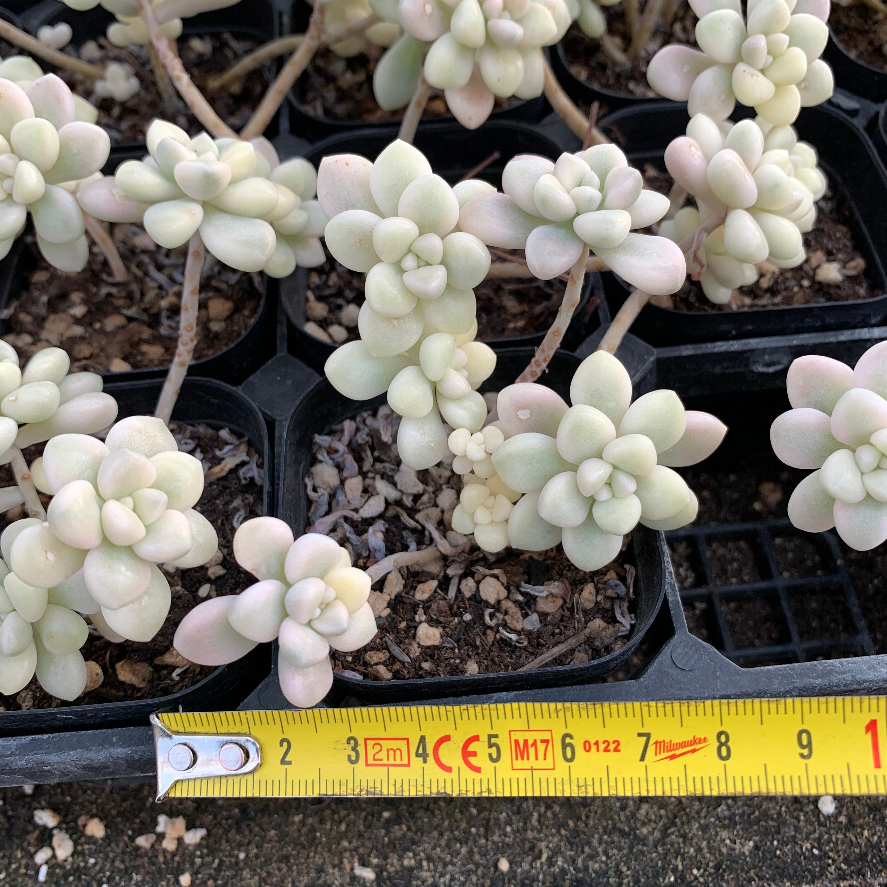 Graptopetalum mendozae variegated 丸叶姬秋丽锦 Rare Succulent Imported from –  cactus cat succulents
