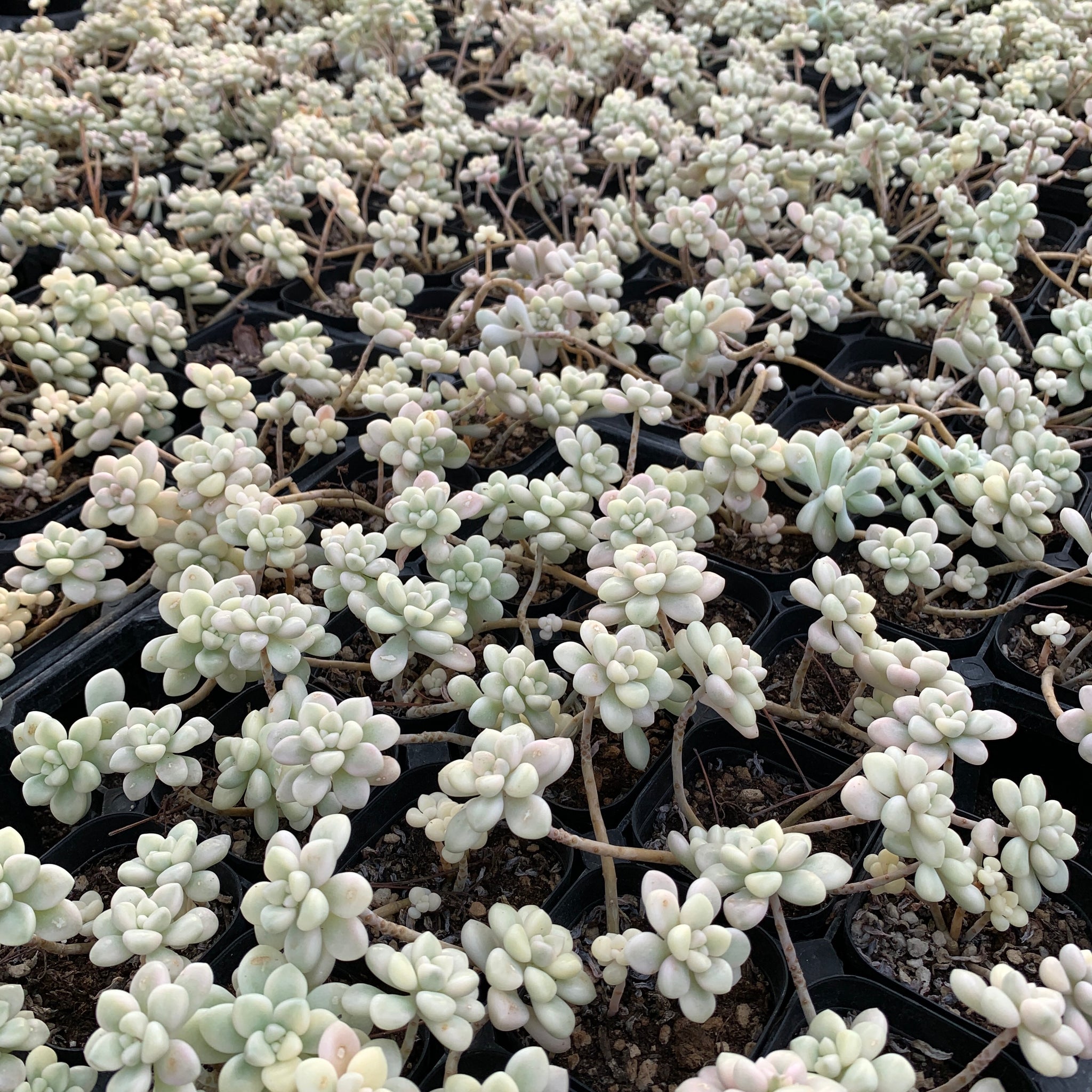 Graptopetalum mendozae variegated 丸叶姬秋丽锦 Rare Succulent Imported from –  cactus cat succulents