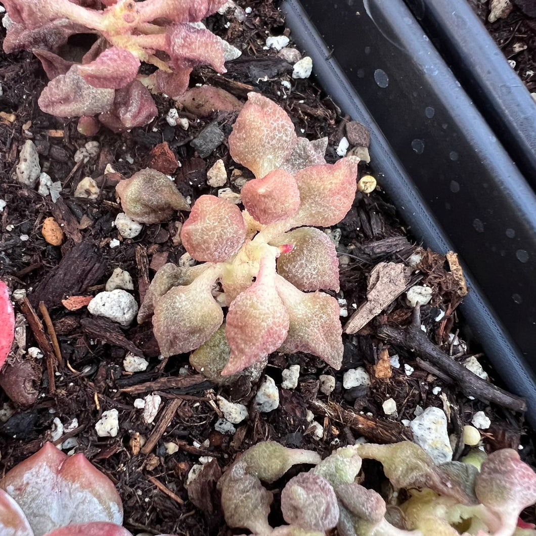 Adromischus marianiae v.alveolatus RSA Wolfberg 小辣椒 Rare Succulent