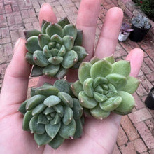 Load image into Gallery viewer, Echeveria apple green Rare Succulent Imported from Korea Live Plant Live Succulent Cactus
