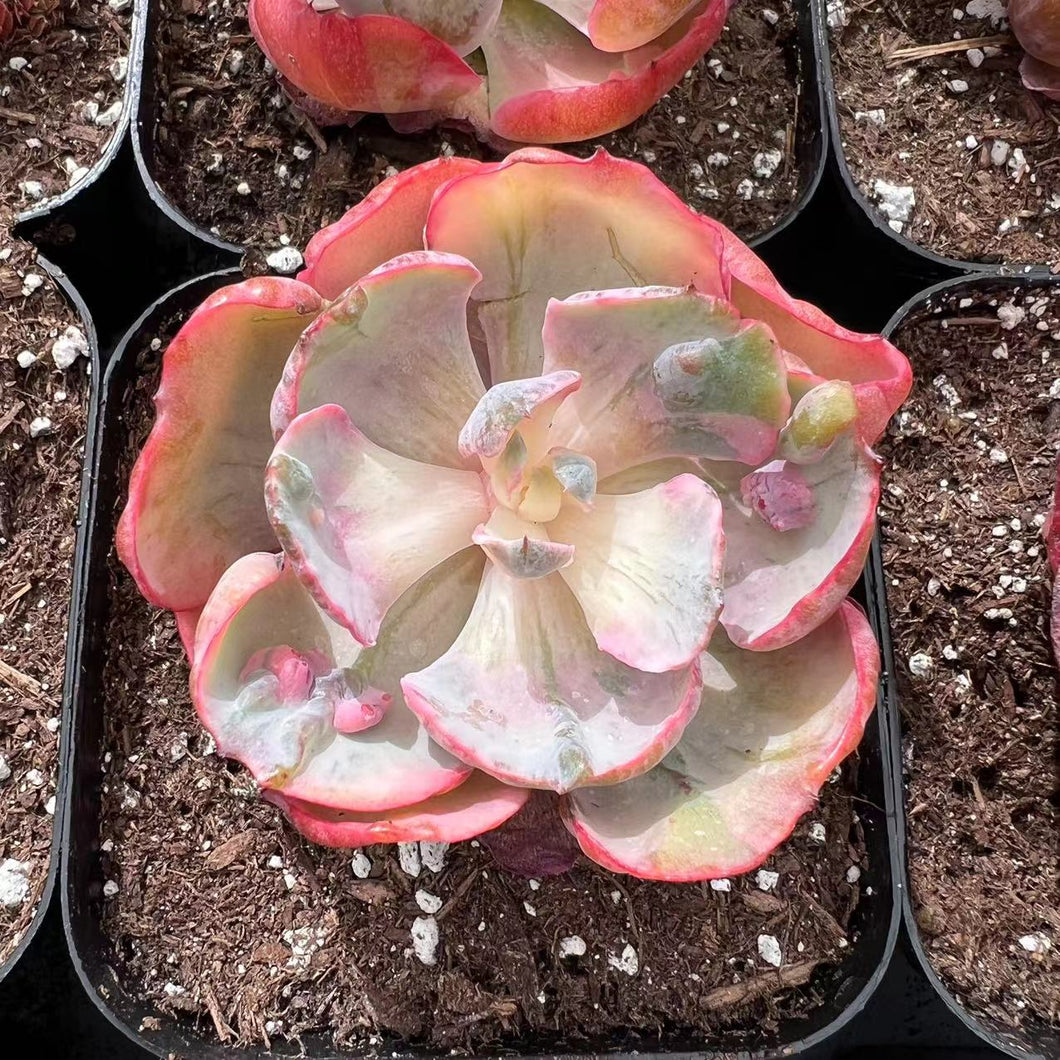 Echeveria Beyonce rainbow variegated Rare Succulent Imported from Korea Live Plant Live Succulent Cactus