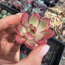 Load image into Gallery viewer, Echeveria blooms Rare Succulent Imported from Korea Live Plant Live Succulent Cactus
