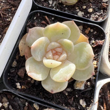 Load image into Gallery viewer, Echeveria ice spirit jelly heart Rare Succulent
